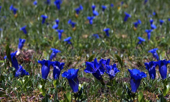 Gentian Sea