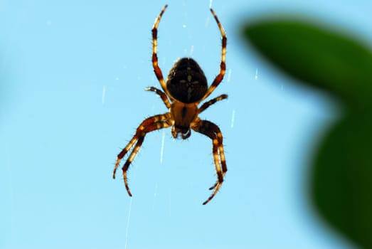 Cross spider
