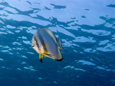 Batfish