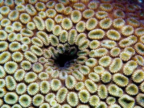 black hole in stony coral