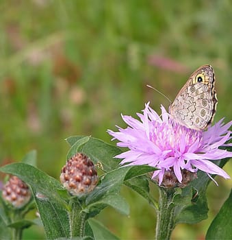 Bloom and nourish