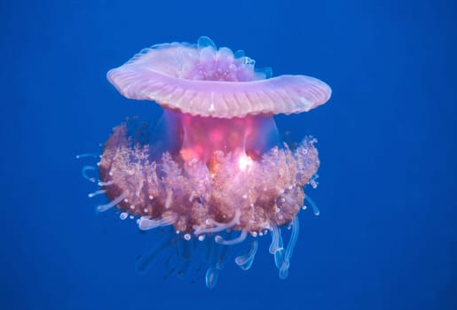 Pink jellyfish