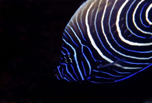 Emperor Angelfish