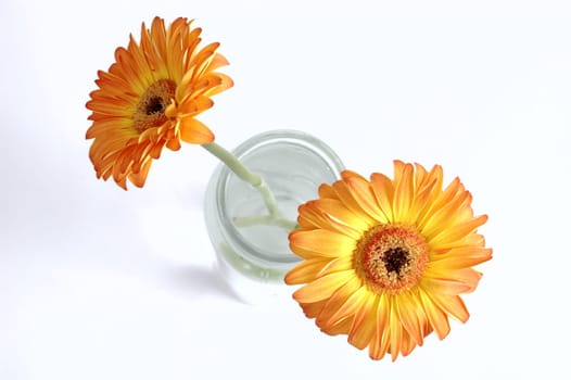 Two gerberas