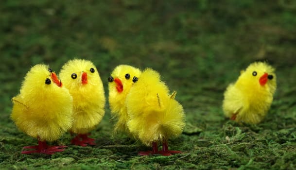Easter chicks