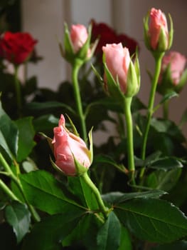 Roses
