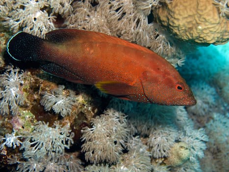 Red Sea grouper Cephalopholis hemistiktos