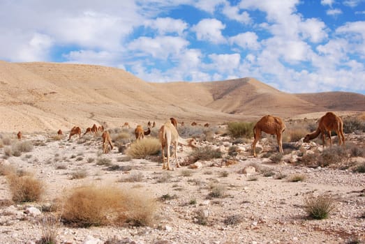 Camels in the desert