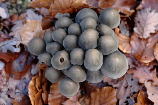 Forest Mushrooms II