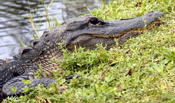 As tired as they may look,they are just as fast when you get too close to them!