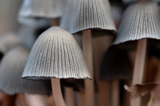 Forest mushrooms