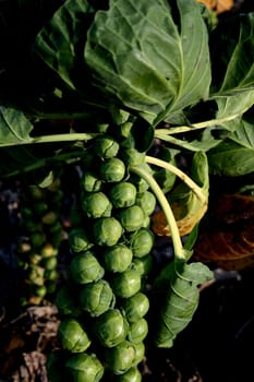 Brussels sprouts plant