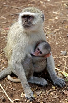 Nursing vervet monkey mother with cub