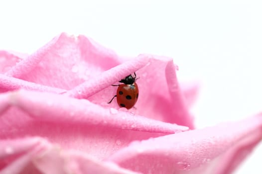 Ladybird