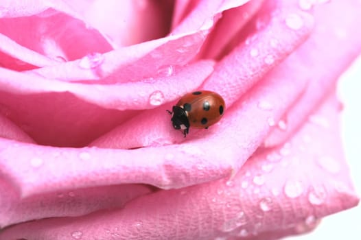 Pink Red