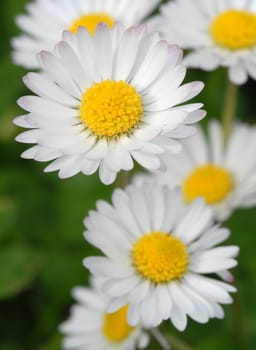 Daisies in summer