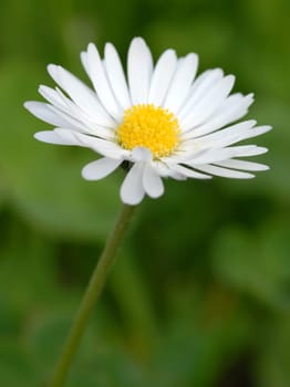 Daisies in summer