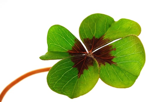 Lucky clover