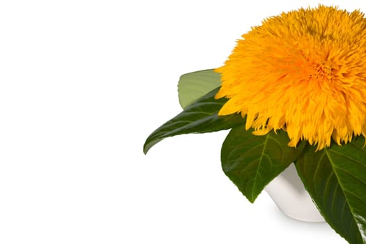 Sunflower in vase