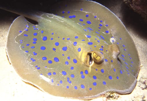 Blue-spotted stingray