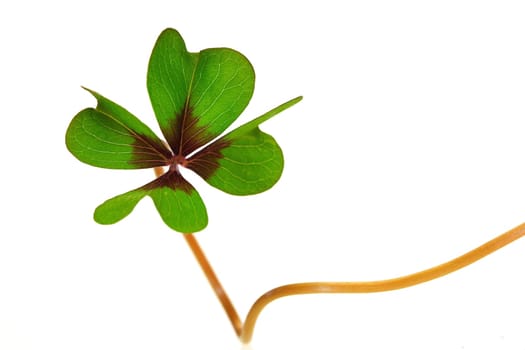 Lucky clover