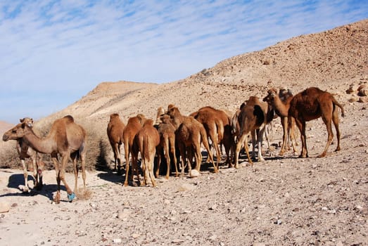 Camel