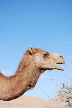 Camel