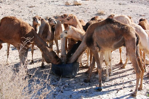 Camels drinking