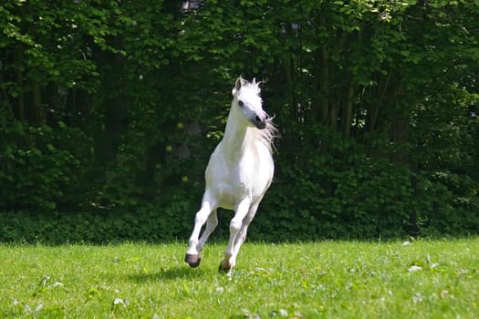 Hoppela,here I come