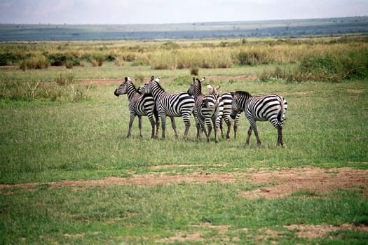 Zebras