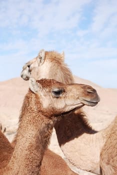 Camels