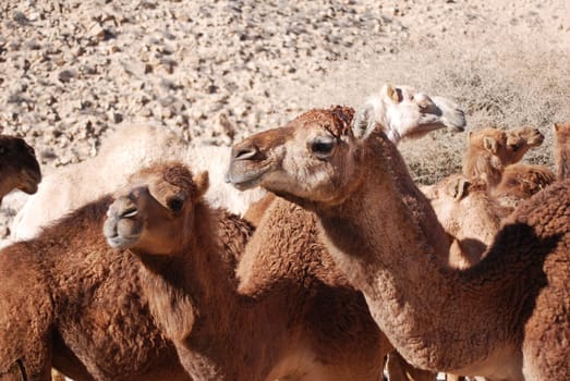 Camels in the desert