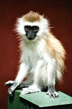Guenon