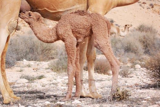 Breastfeeding