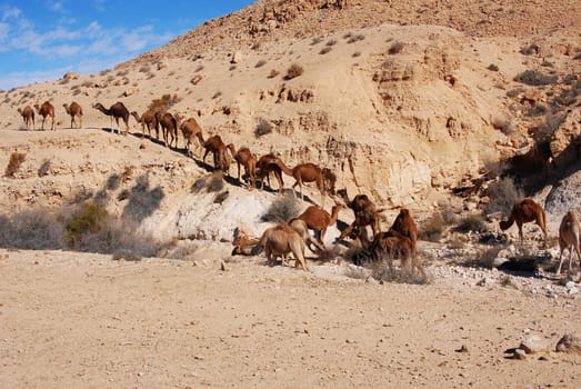 Camels in the desert