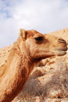 Camel