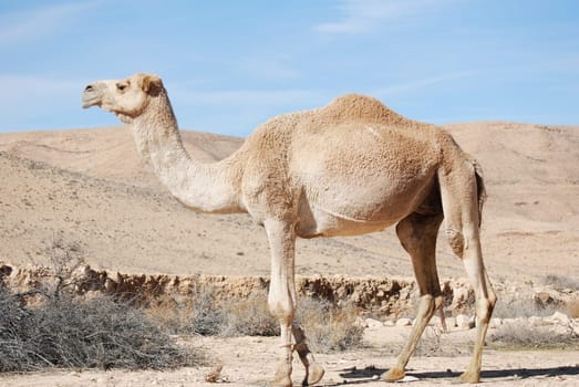 Camel