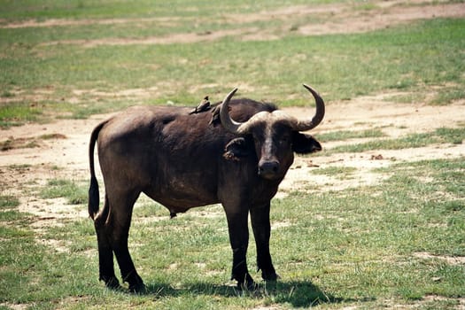 Water buffalo
