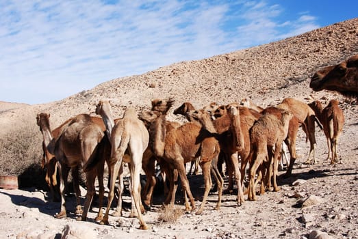 Camels