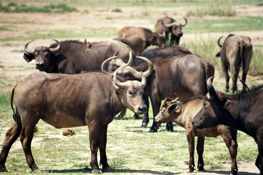 Water buffalo