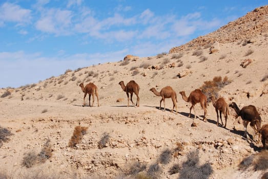 Camels in the desert