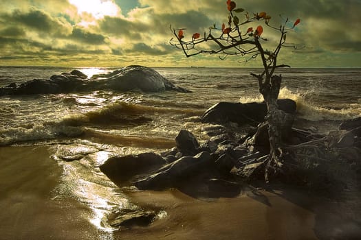 Survivre means to survive,this tree has survived all storms for more than 20 years....