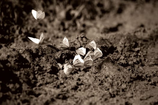 Dance of the Butterflies