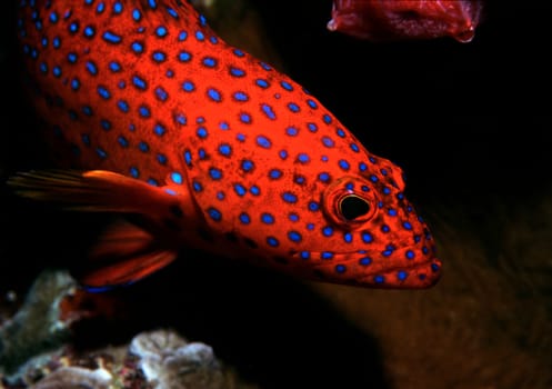 Deep red glowing jewel groupers populate the reefs in the Red Sea near Jeddah,Saudi Arabia.