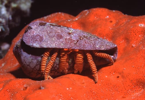 Striped hermit crab on red sponge in the Red Sea near Jeddah,Saudi Arabia.