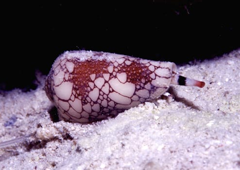A highly venomous textile cone snail can fire harpoons through the outstretched proboscis,paralyzing the victim Jeddah,Saudi Arabia. Nikon F90,Sigma 105mm Macro,Subal U/W Case,Nikonos SB105 Flash,Fuji Provia 100,1/60",f22"