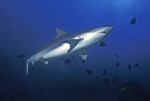 Grey reef sharks are most likely to be found in the Red Sea near Shab Rumi,Sudan.