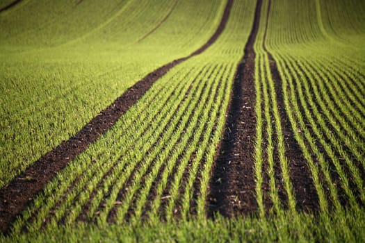 In the spring after sowing