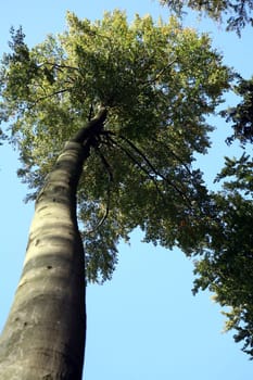 Impressive deciduous trees