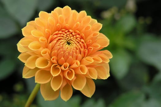Flowertime